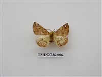 藏品(尺蛾292)的圖片